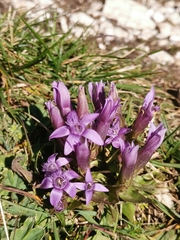 Gentianella anisodonta