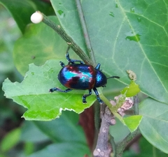 Platycorynus undatus