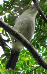 Dryoscopus cubla cubla