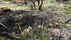 Digitaria brownii