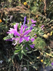 Malva sylvestris sylvestris