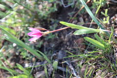 Hesperantha pauciflora
