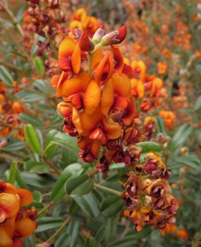 Gastrolobium parviflorum