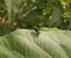 Phytomia