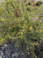 Dittrichia viscosa