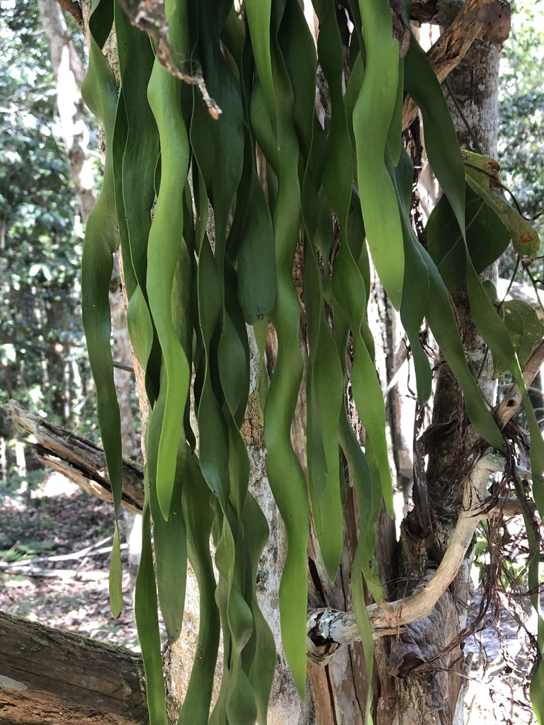Ophioderma