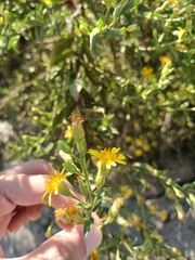 Dittrichia viscosa