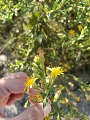 Dittrichia viscosa