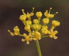 Afrosciadium magalismontanum