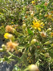 Dittrichia viscosa