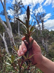 Tasmannia xerophila