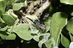 Rhynocoris tristis