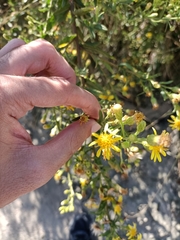 Dittrichia viscosa