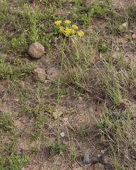 Afrosciadium magalismontanum