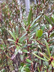 Tasmannia xerophila
