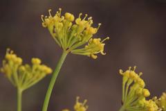 Afrosciadium magalismontanum