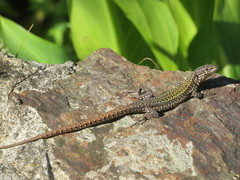 Podarcis bocagei