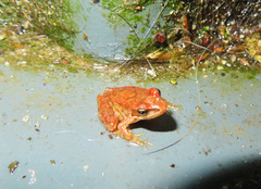 Rana iberica