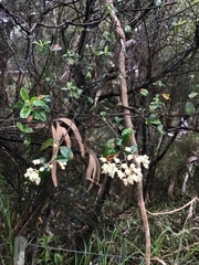 Pomaderris vacciniifolia