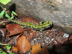 Triturus marmoratus