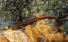 Chioglossa lusitanica
