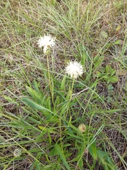 Centaurea dichroantha