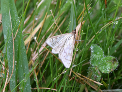 Mecyna flavalis