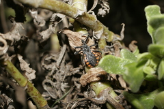 Rhynocoris tristis