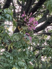 Ceiba speciosa
