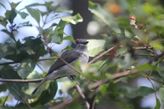 Platysteira peltata cryptoleuca