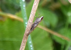 Mecyna flavalis