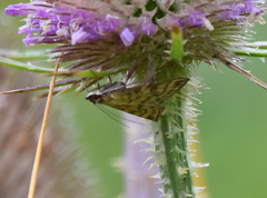 Mecyna flavalis