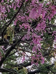 Ceiba speciosa