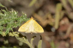 Mecyna flavalis
