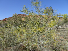 Acacia murrayana