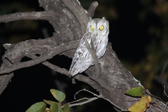 Otus senegalensis