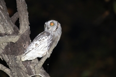 Otus senegalensis