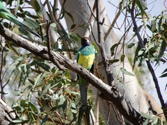 Barnardius zonarius zonarius