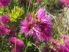 Melaleuca scabra