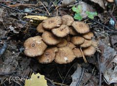 Inocybe cincinnata