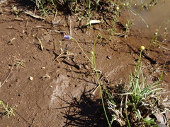 Wahlenbergia queenslandica