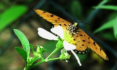 Acraea terpsicore