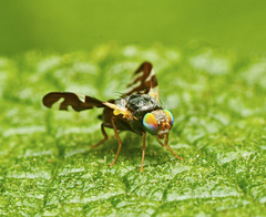 Sphaeniscus atilius