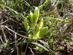 Xerochrysum interiore
