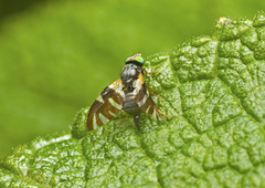 Sphaeniscus atilius