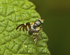 Sphaeniscus atilius