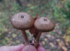 Inocybe cincinnata