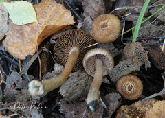 Inocybe cincinnata