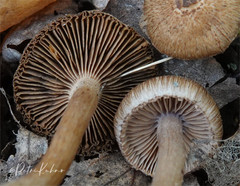 Inocybe cincinnata