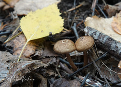 Inocybe cincinnata